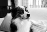 a black and white dog sitting on a couch