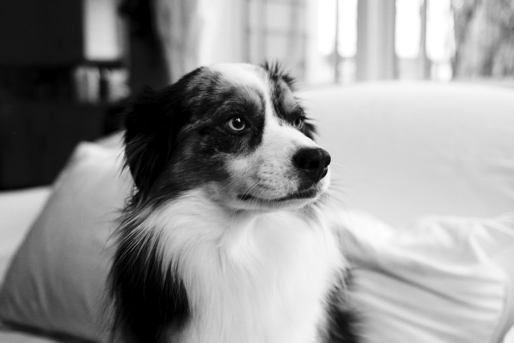 a black and white dog sitting on a couch