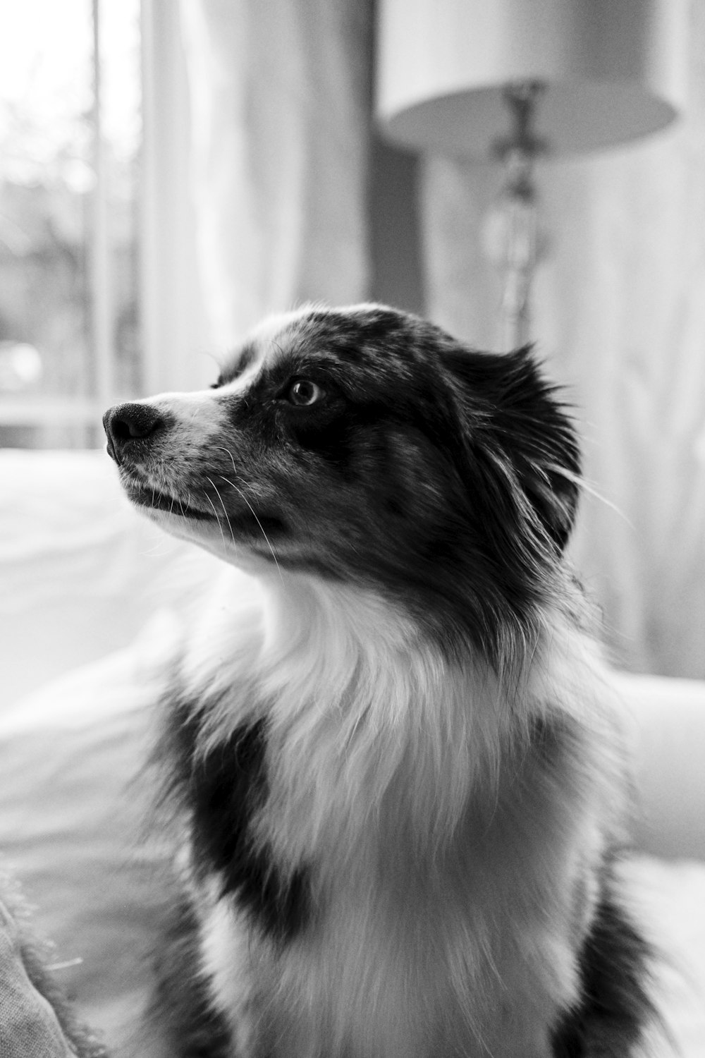 a black and white photo of a dog sitting on a bed