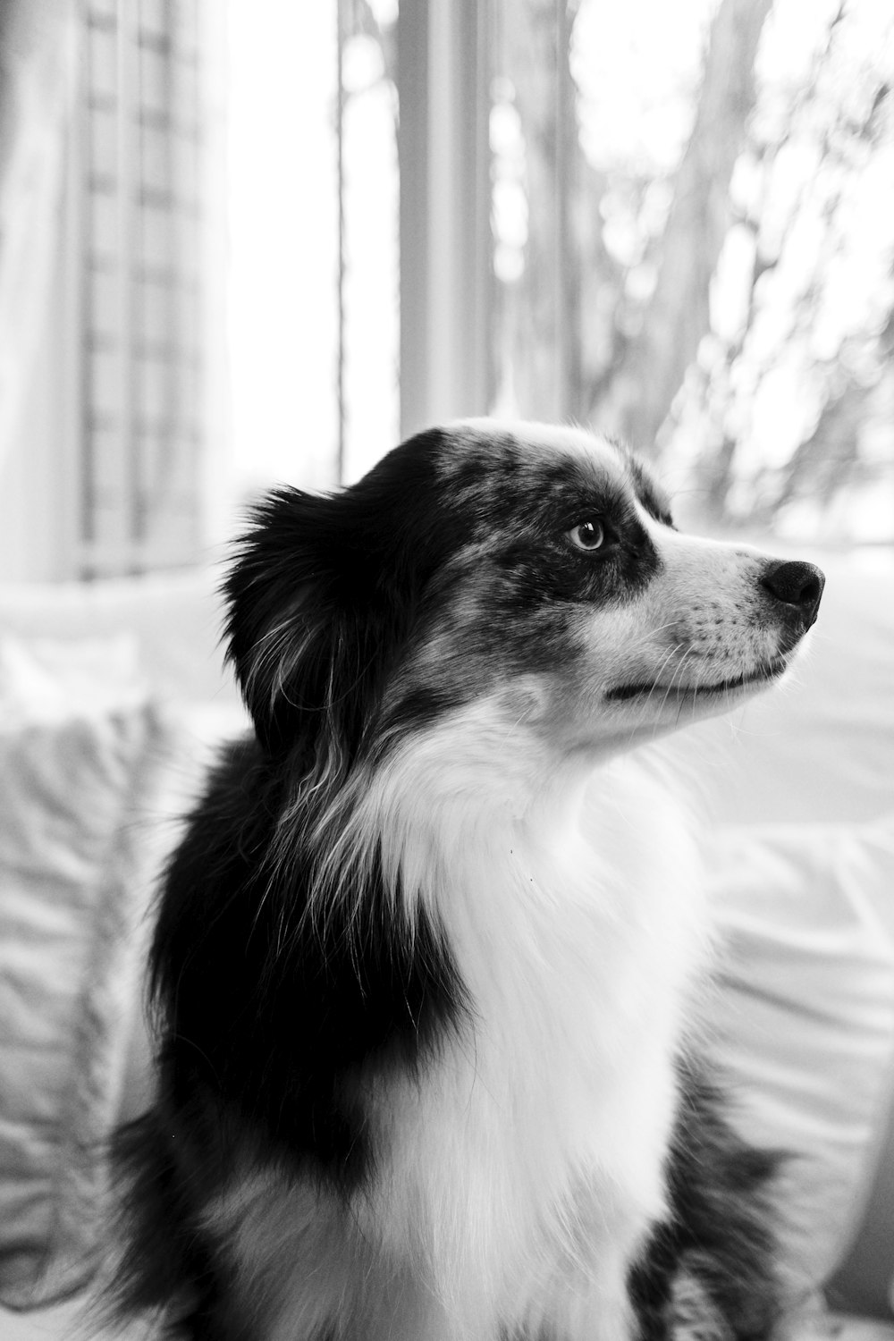 a black and white dog sitting on a bed