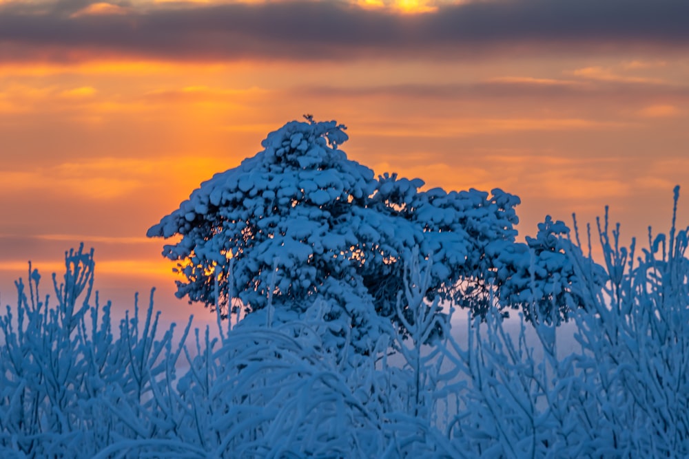 ein schneebedeckter Baum mit einem Sonnenuntergang im Hintergrund