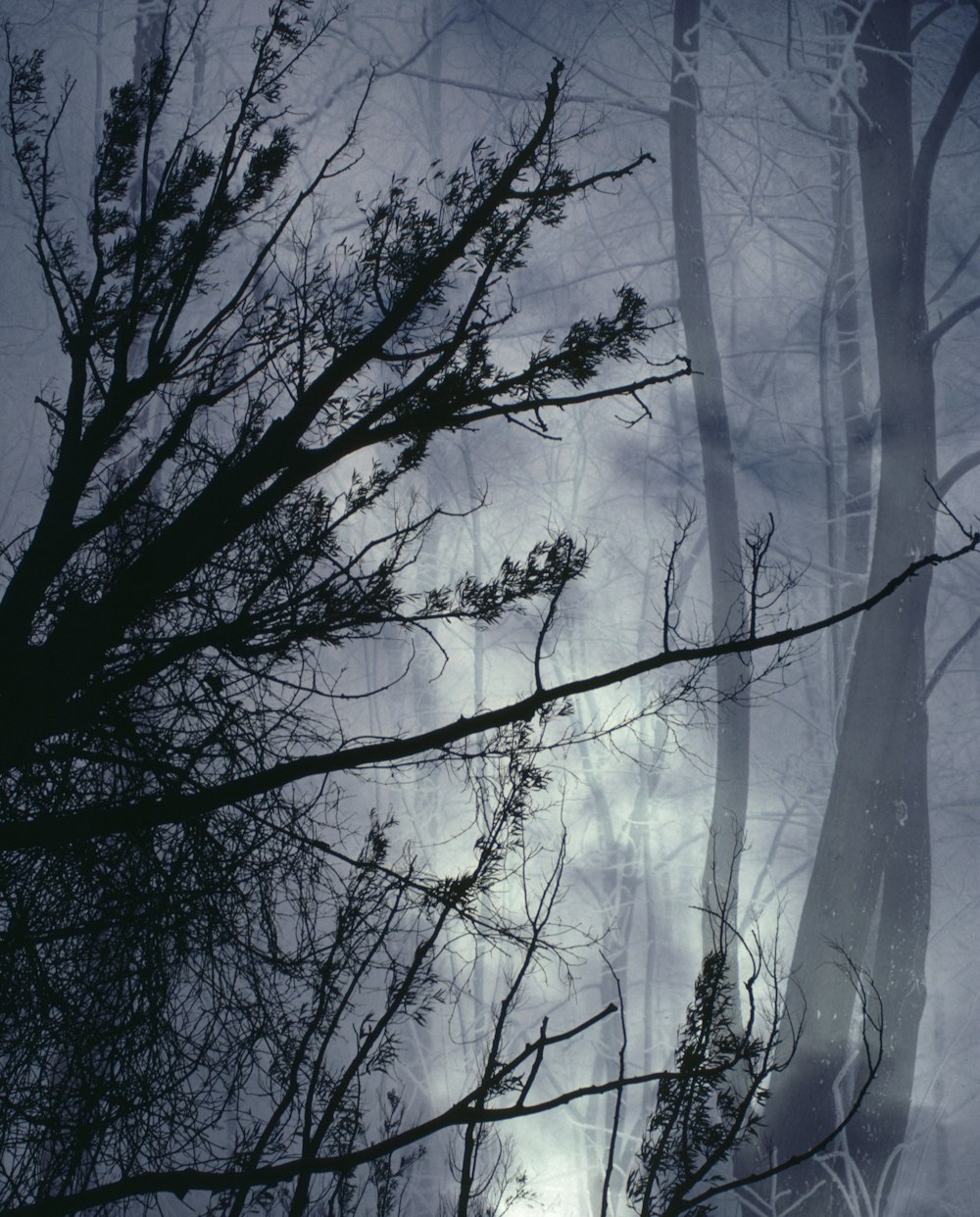 a foggy forest filled with lots of trees