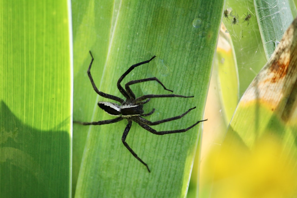 a black spider sitting on top of a green leaf