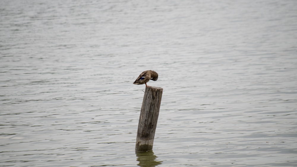 a bird perched on a wooden post in the water
