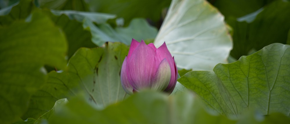 a pink lotus flower blooming in the middle of green leaves