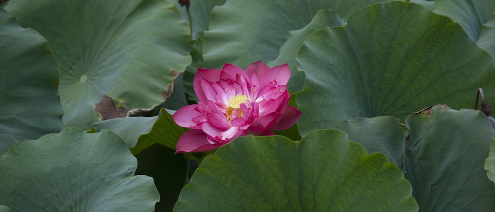 a pink lotus flower surrounded by green leaves