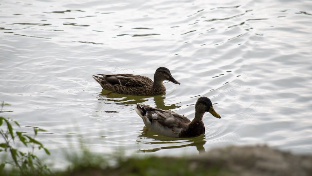 a couple of ducks floating on top of a lake