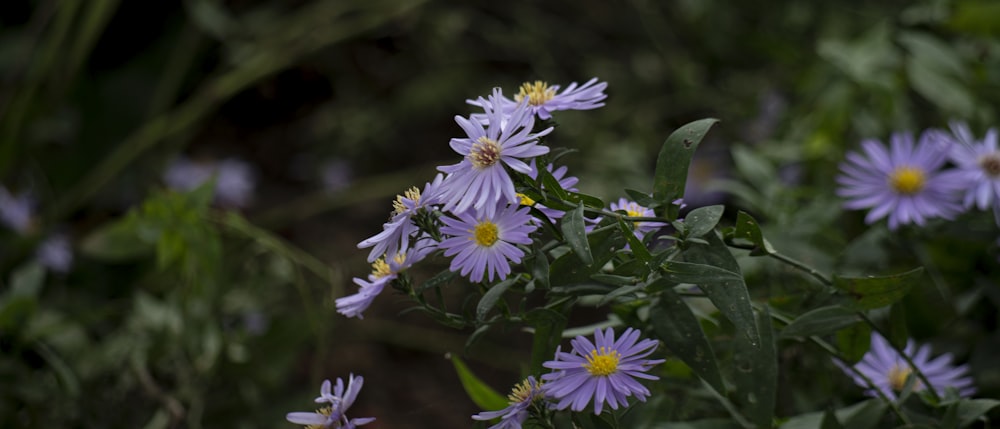 a bunch of purple flowers in a field