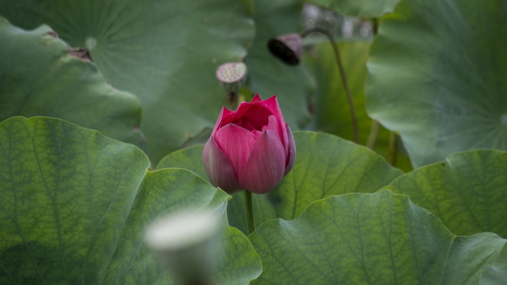 a pink flower is in the middle of a green plant