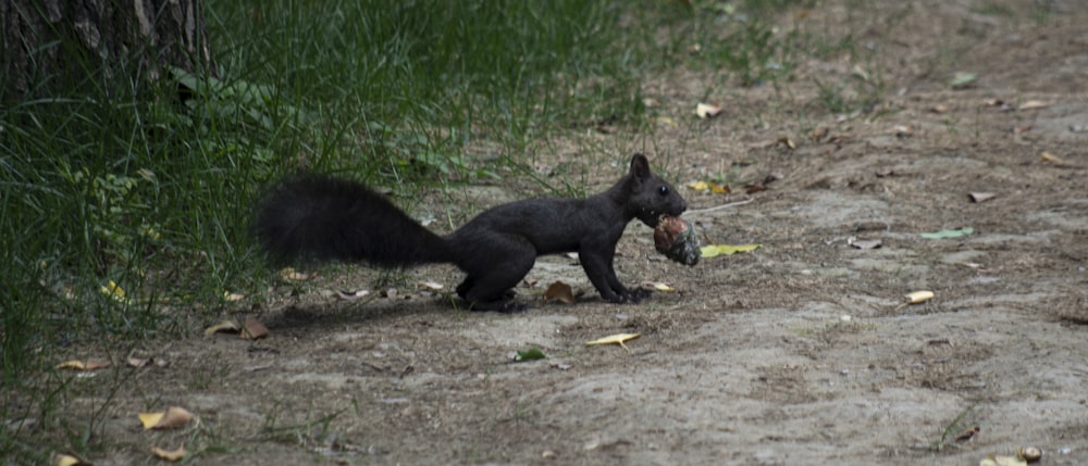 a black squirrel eating a piece of food on a dirt road