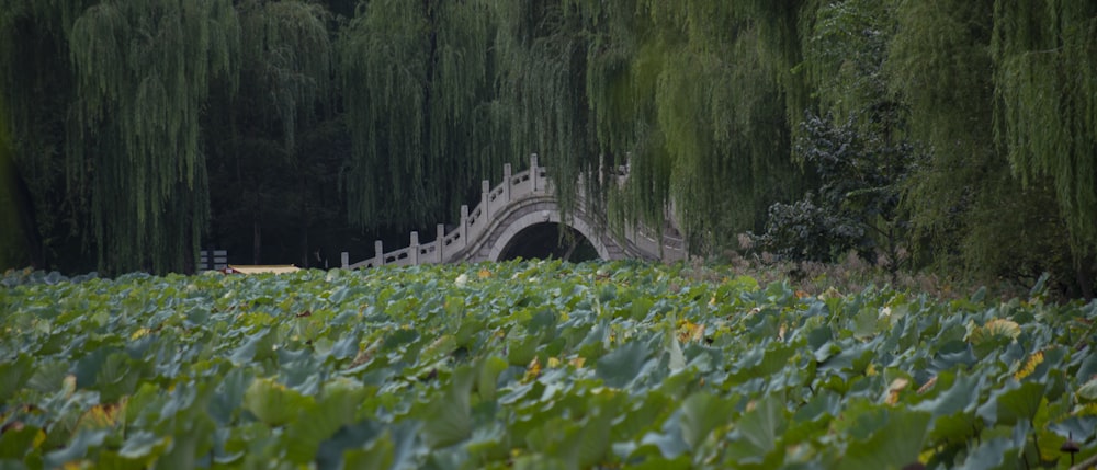 a wooden bridge over a lush green field