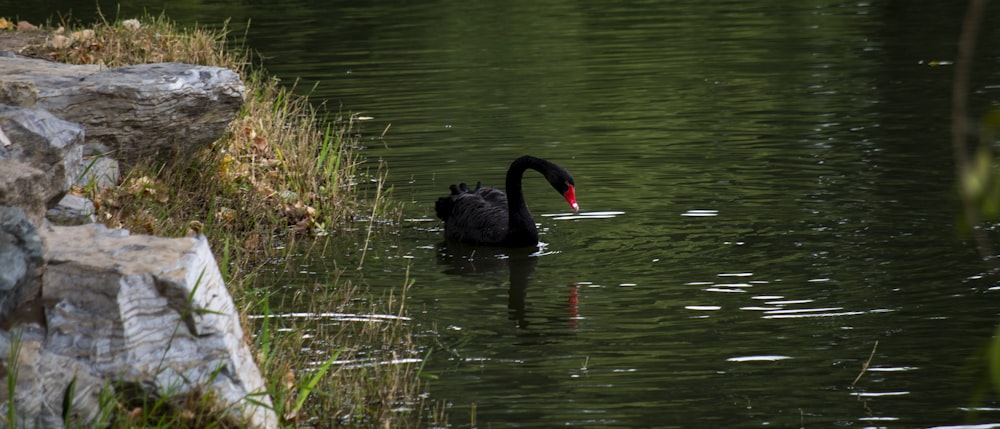 a black swan swims in a pond