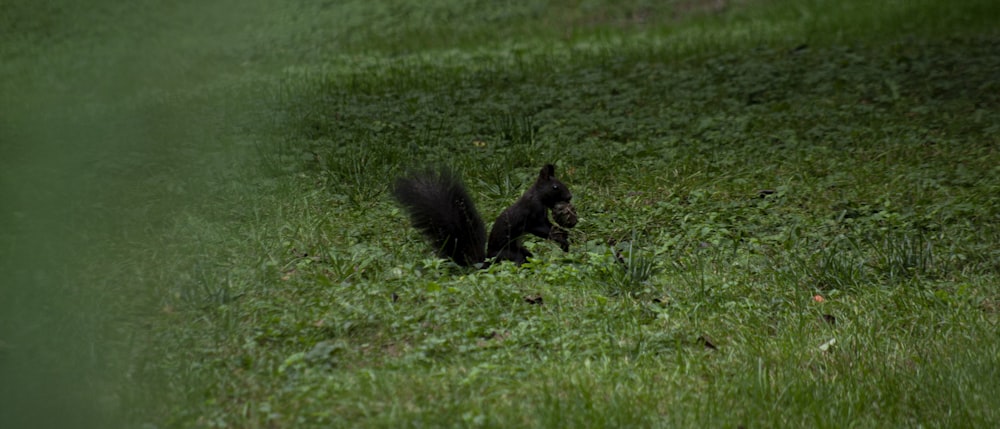 a black squirrel in a field of grass