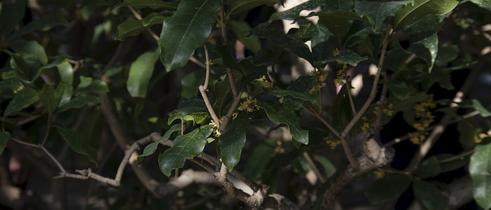 a close up of a tree with green leaves