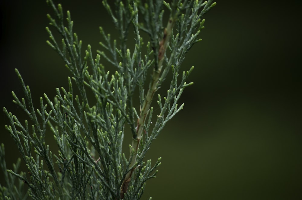 a close up of a tree branch with a blurry background