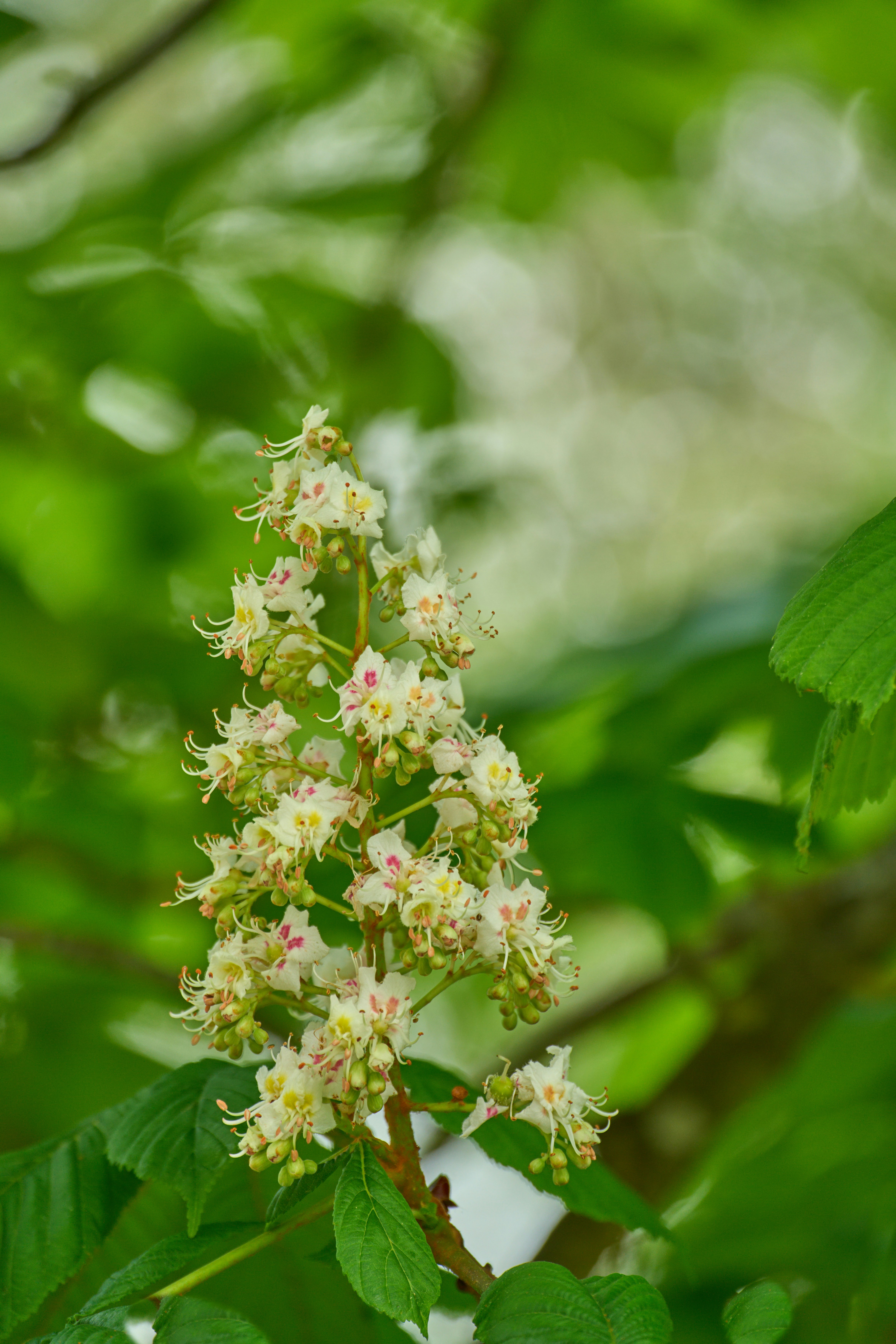 Photo by wolfgang_hasselmann