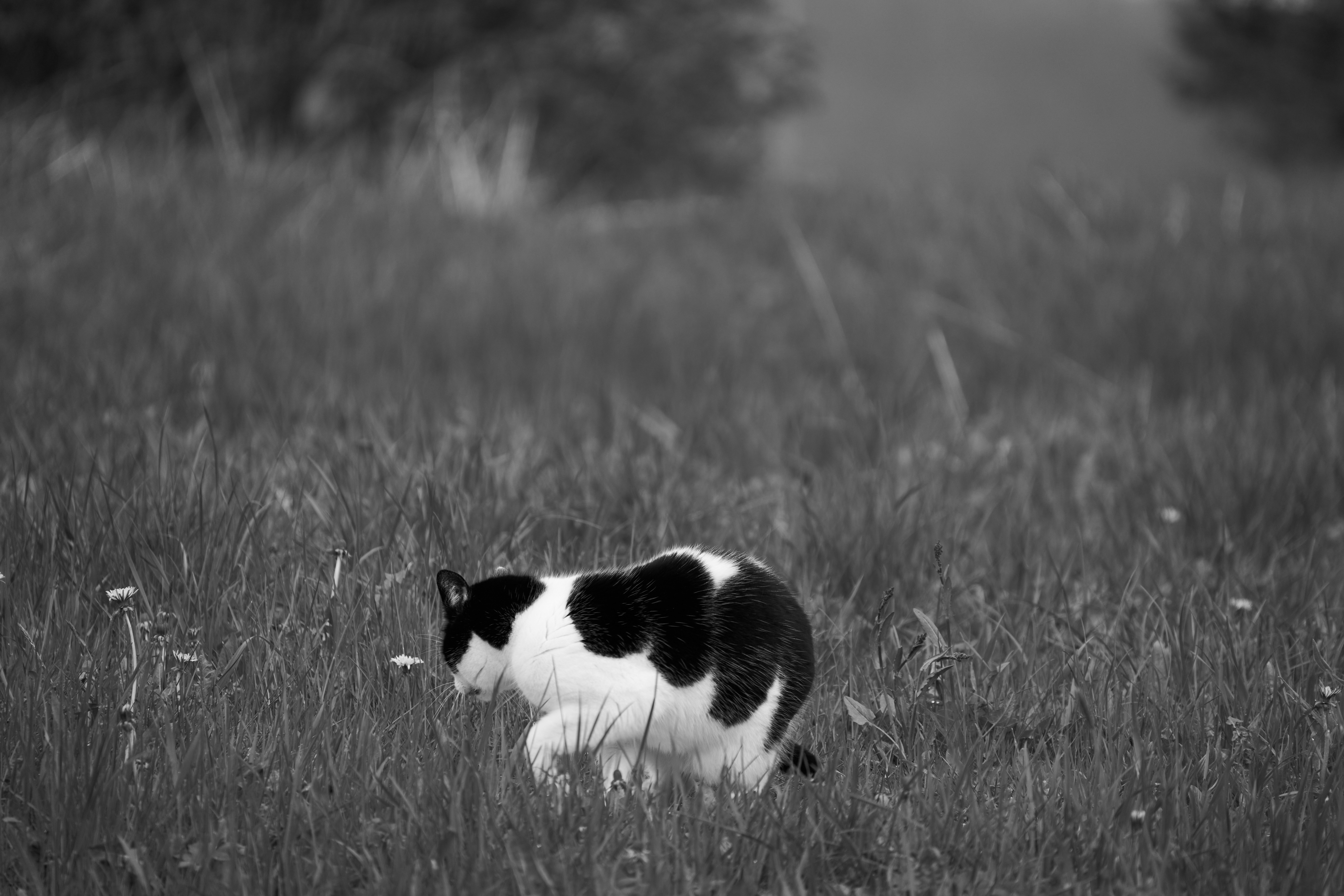 Photo by wolfgang_hasselmann