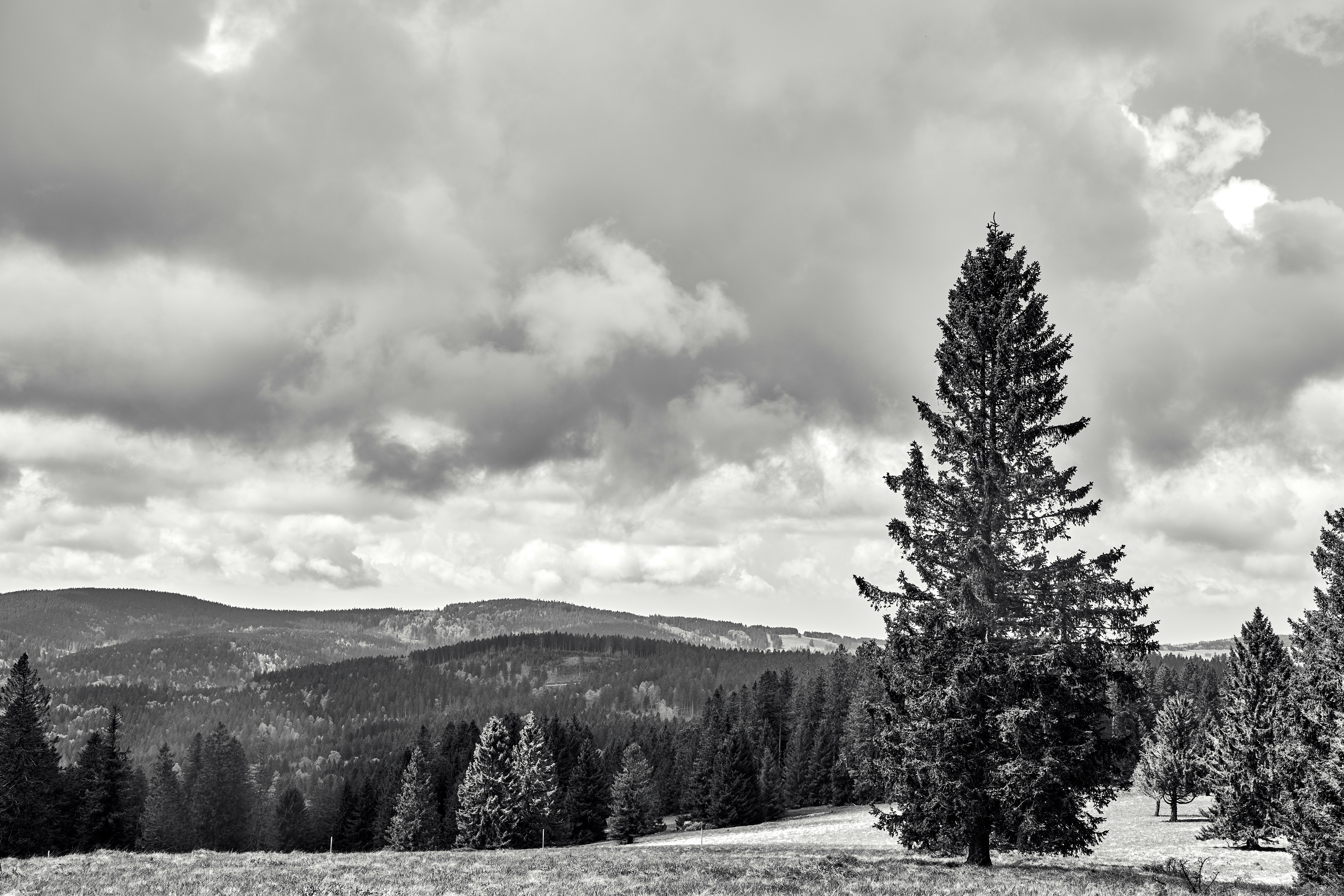 Photo by wolfgang_hasselmann