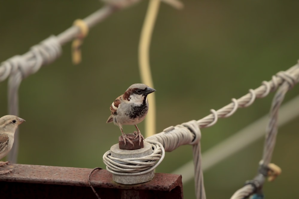 a couple of birds sitting on top of a wooden pole