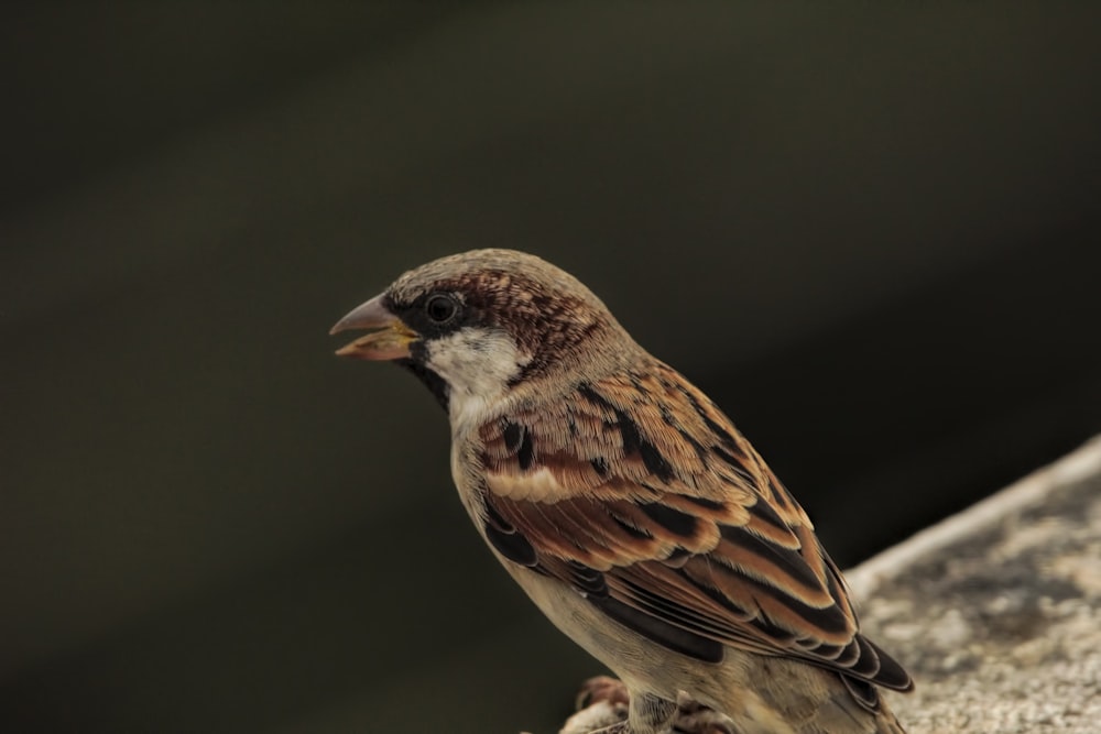 a brown and white bird sitting on top of a rock