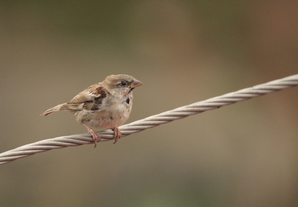 a small bird sitting on top of a wire