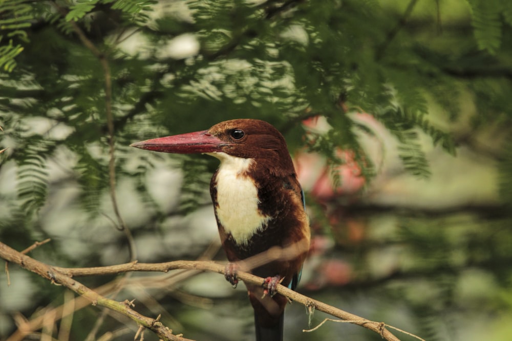 a bird perched on a branch in a tree