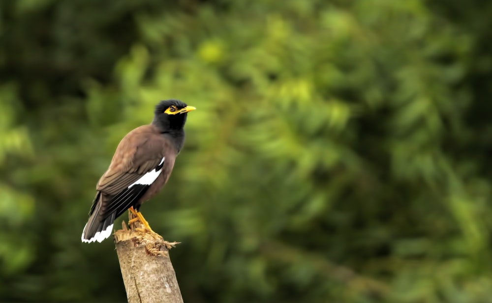 a bird sitting on top of a wooden pole