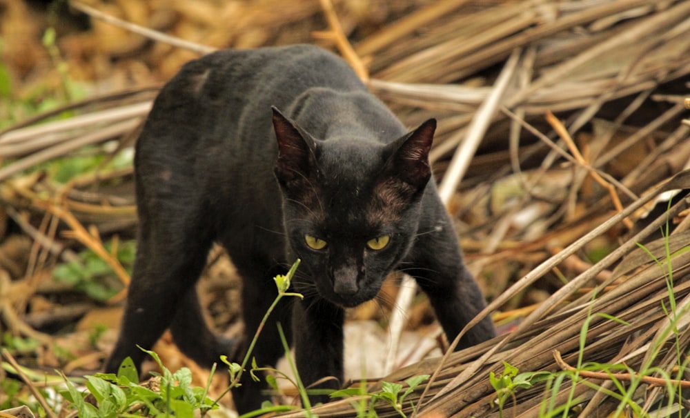 a black cat is walking through the grass