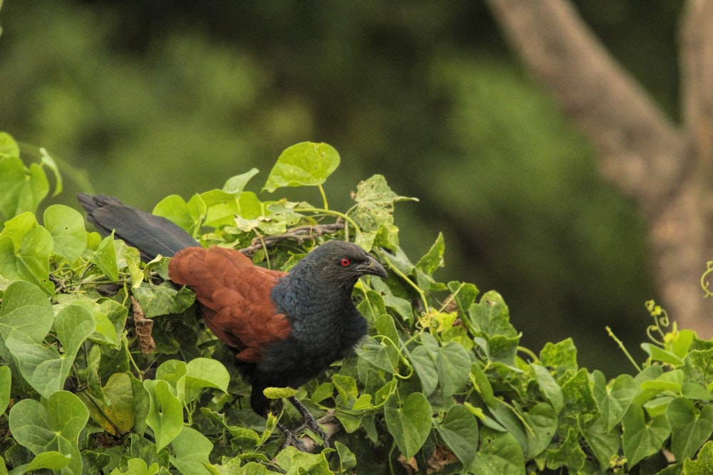 a colorful bird sitting on top of a lush green tree