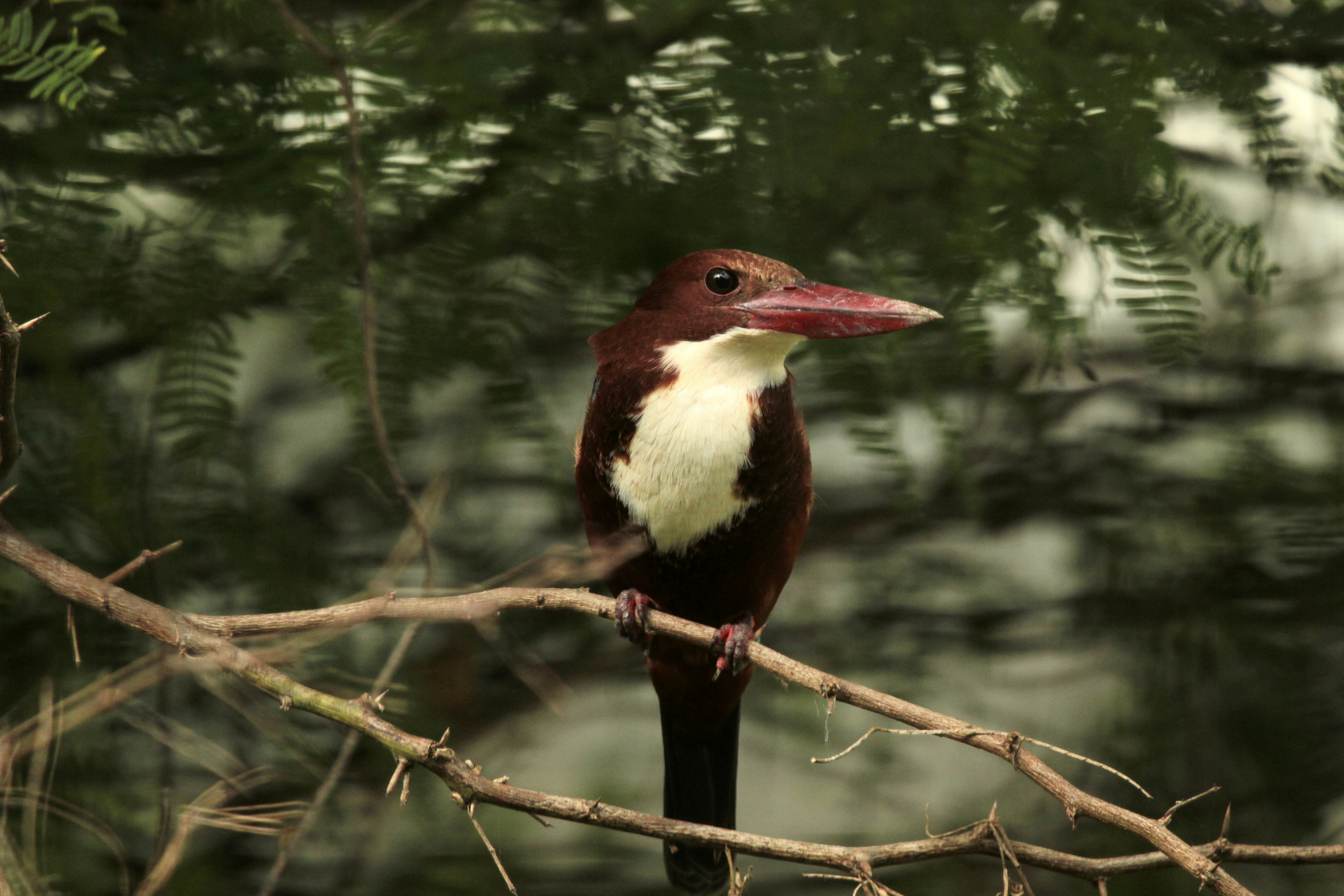 Photo by viswaprem