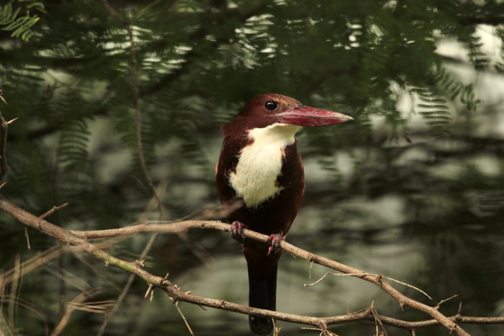 a bird sitting on a branch in a tree