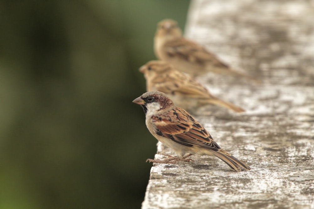 a couple of birds sitting on top of a wooden bench