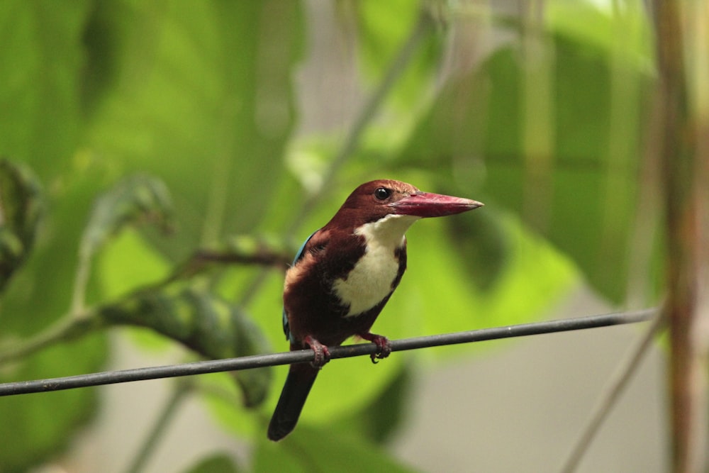 un pequeño pájaro sentado en un alambre junto a un árbol