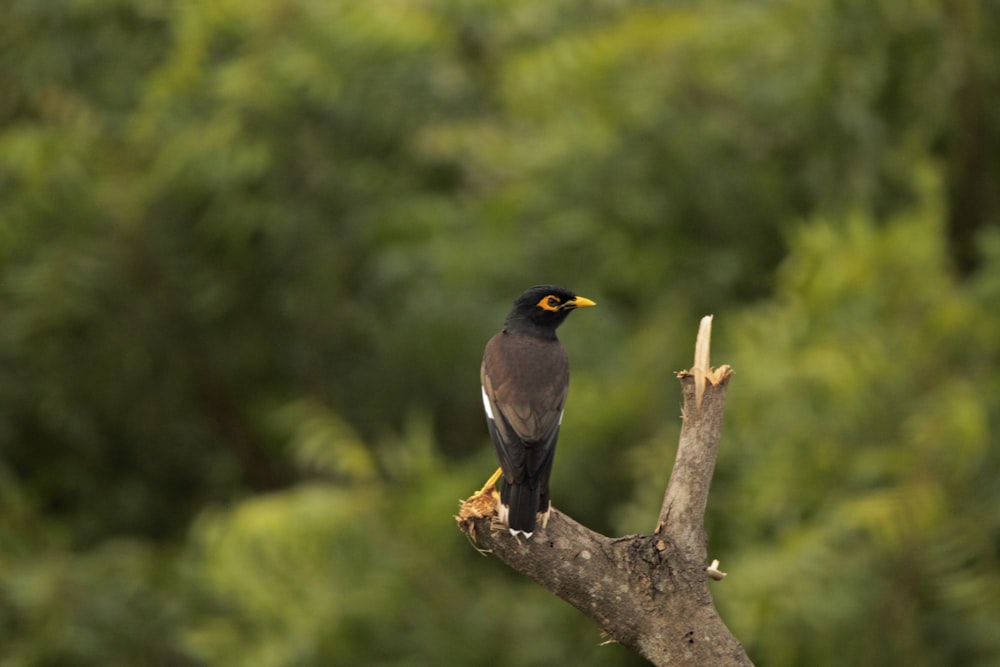 a black bird sitting on top of a tree branch