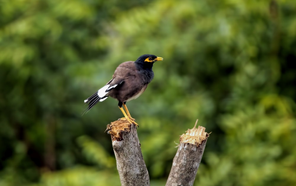 a bird sitting on top of a tree branch