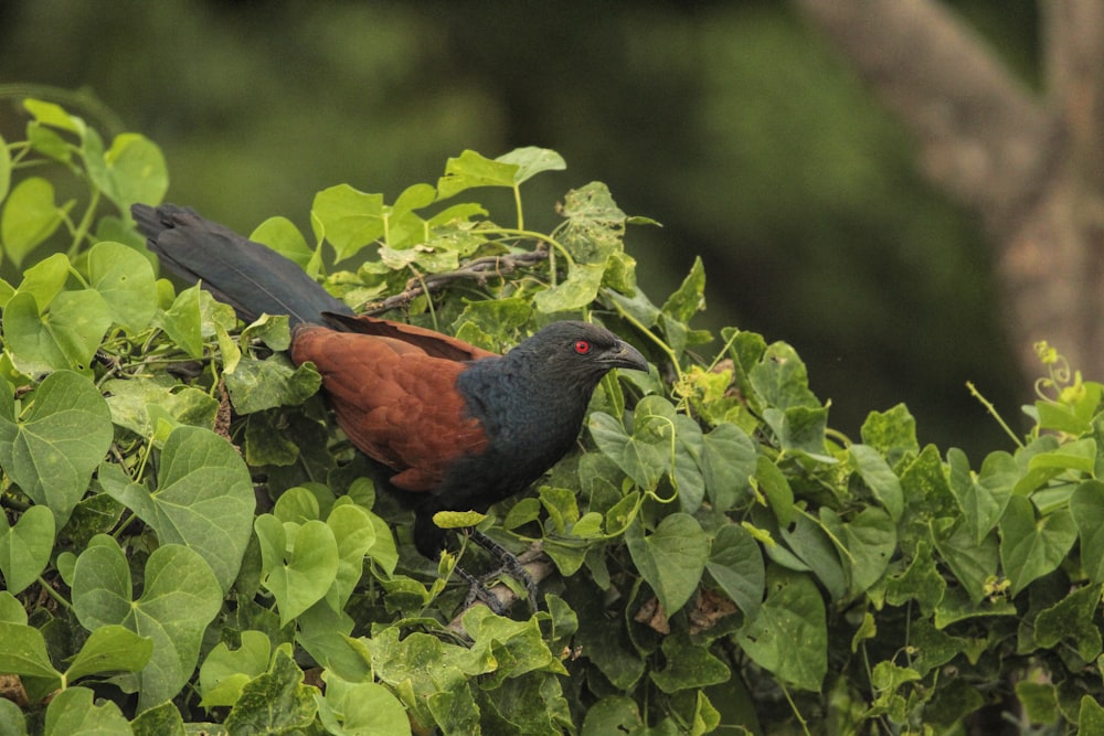 a red and black bird sitting on top of a tree