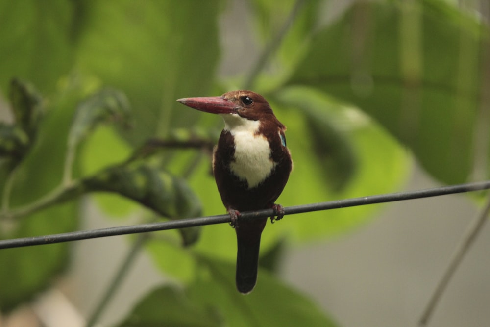 a small bird sitting on a wire next to a tree