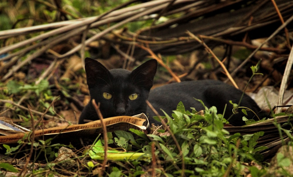 a black cat is laying in the grass