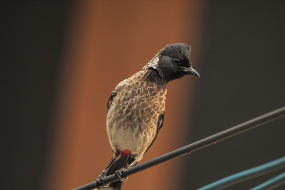 a bird sitting on a wire with a blurry background