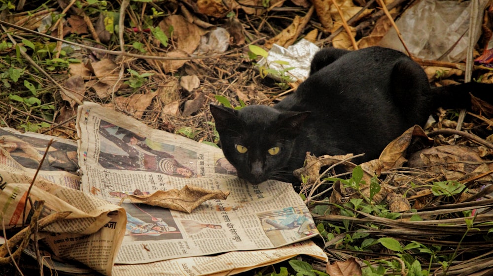 a black cat laying on top of a newspaper