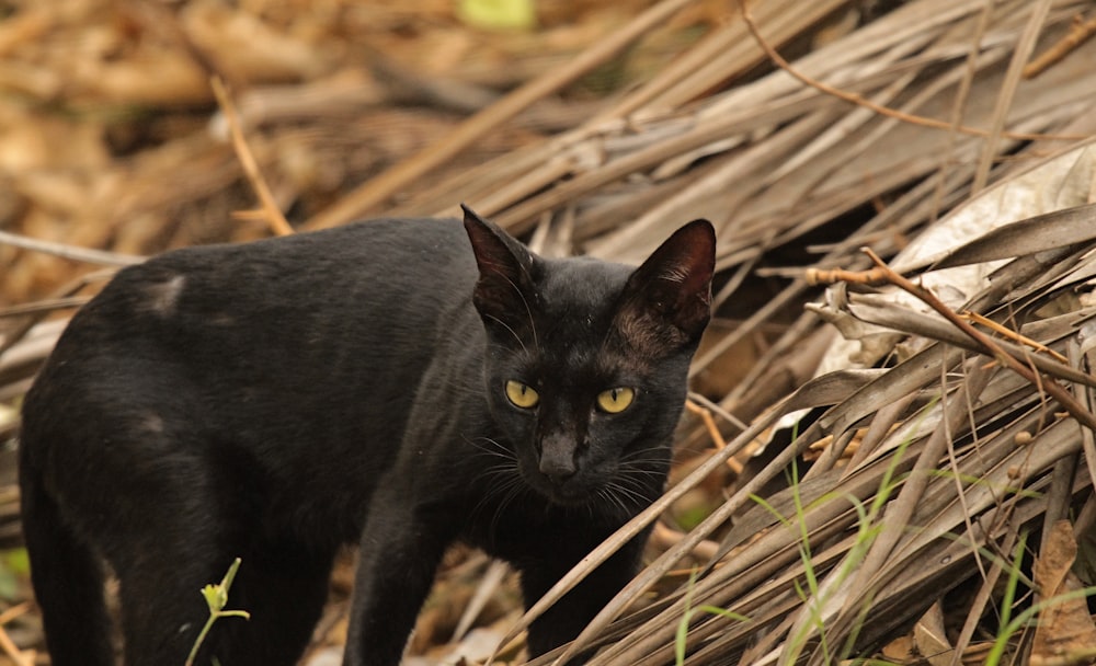 a black cat walking through a pile of dry grass