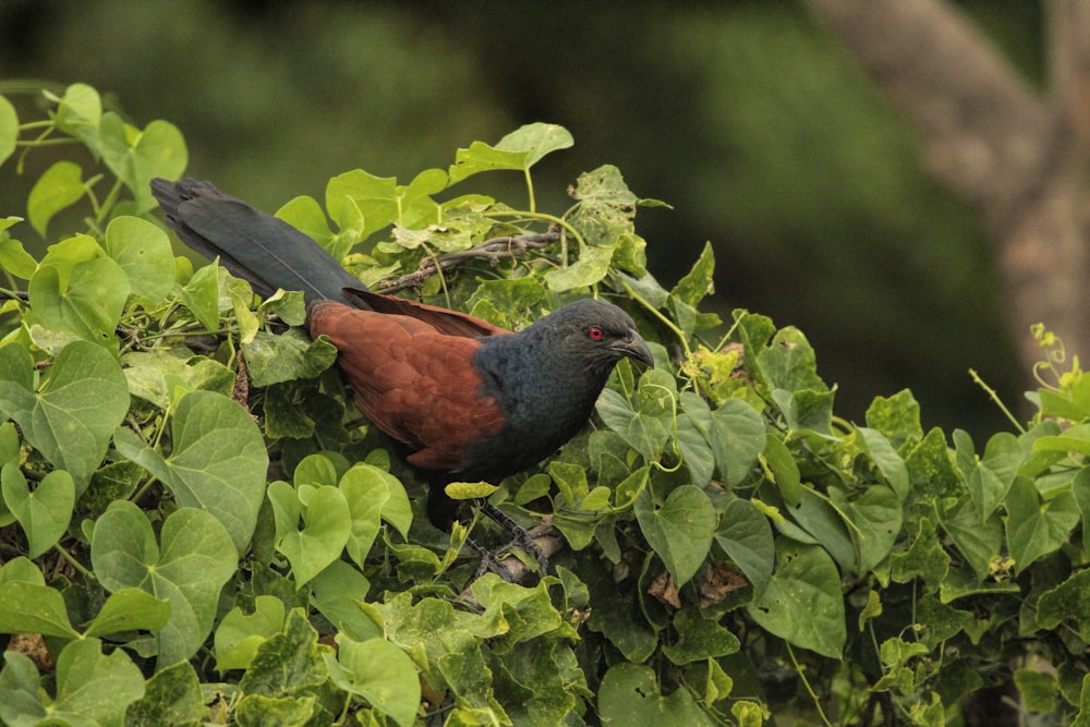 a bird sitting on top of a lush green tree