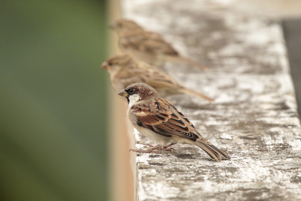 a couple of birds that are standing on a ledge