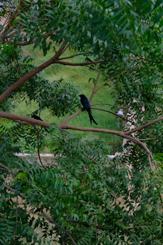 a couple of birds sitting on top of a tree branch