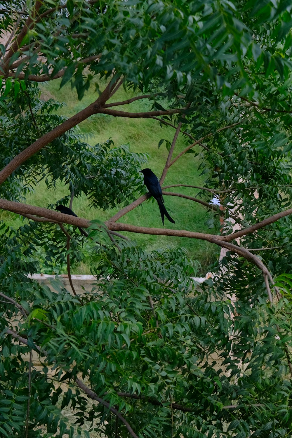 a couple of birds sitting on top of a tree branch