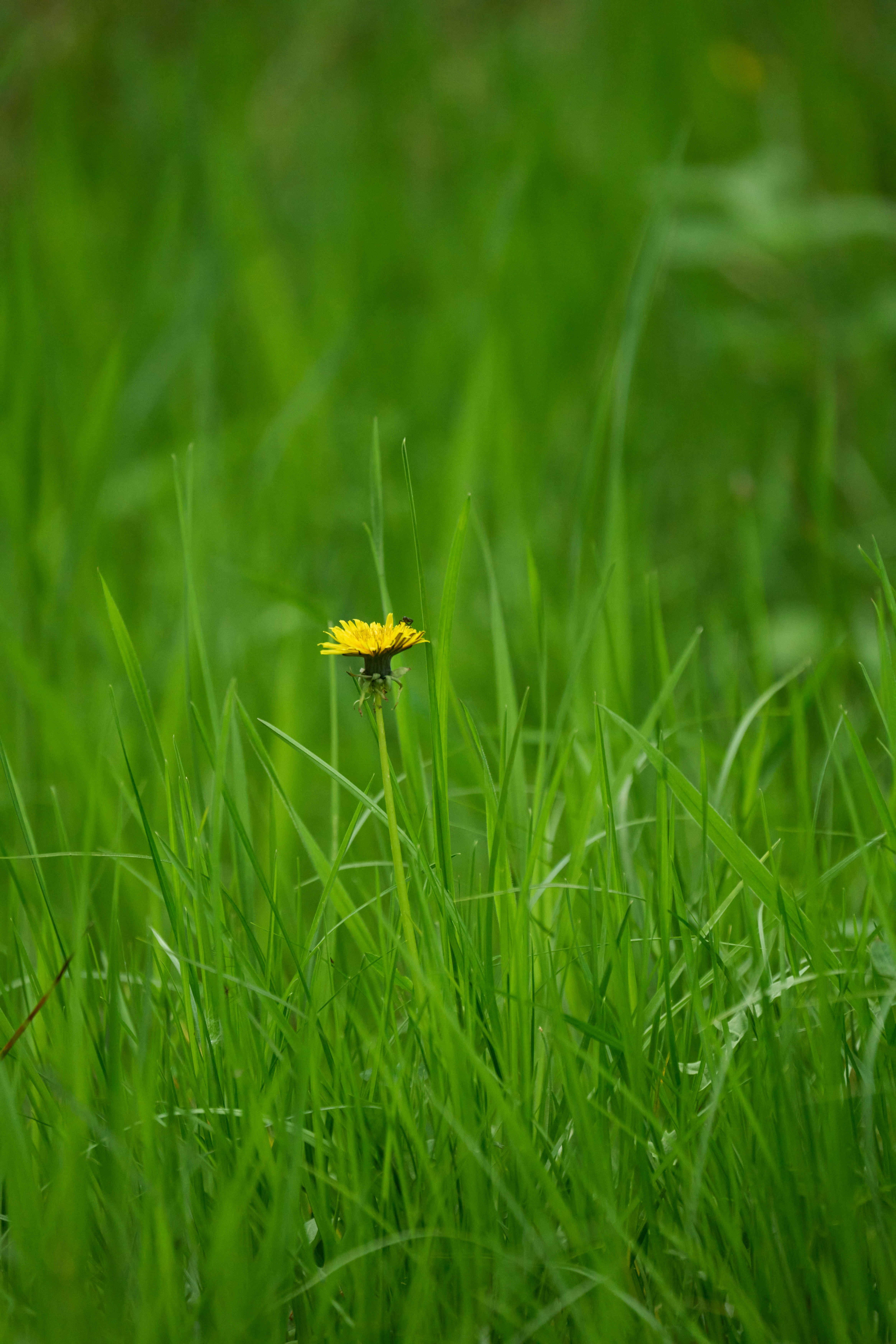 Photo by wolfgang_hasselmann