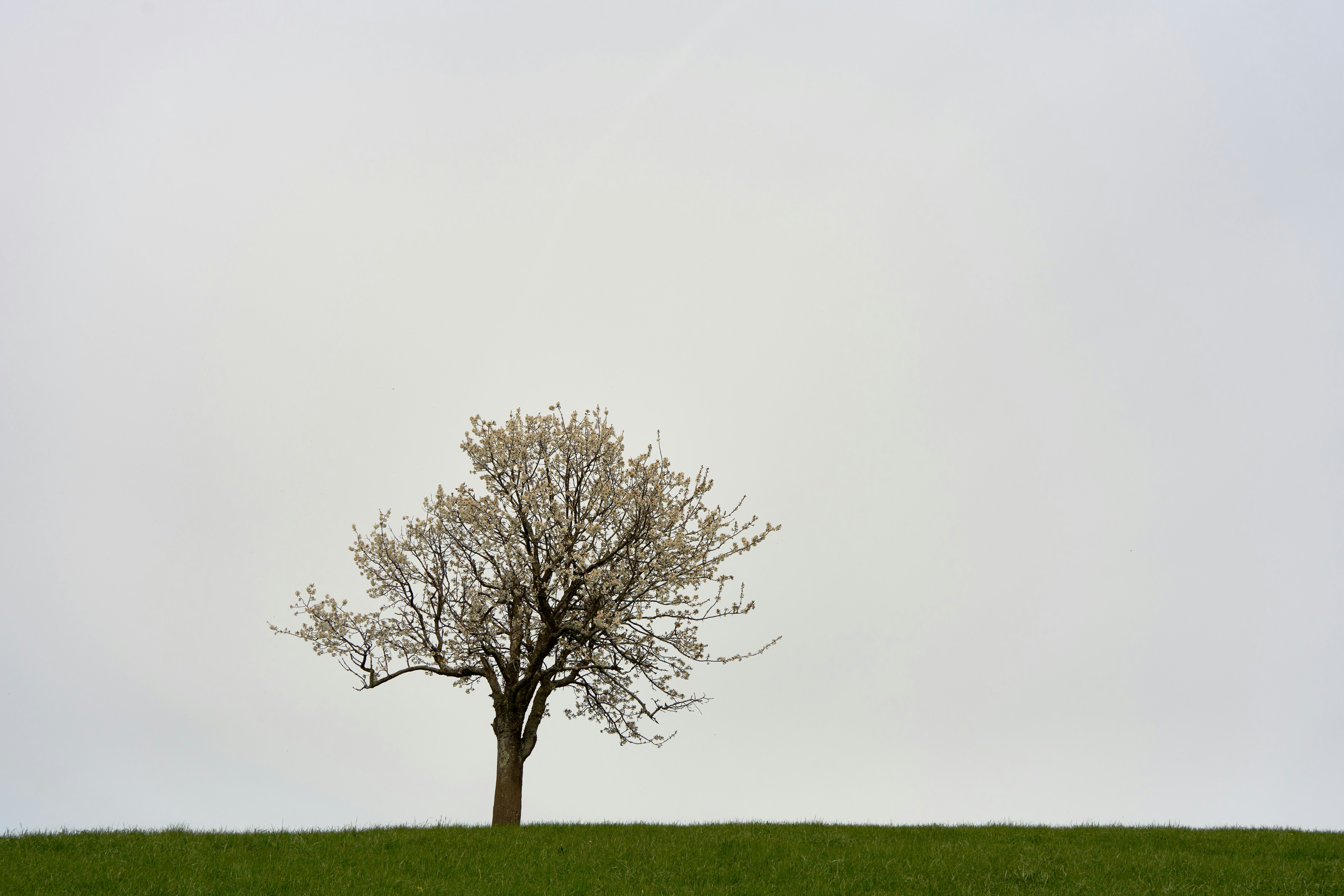 Photo by wolfgang_hasselmann