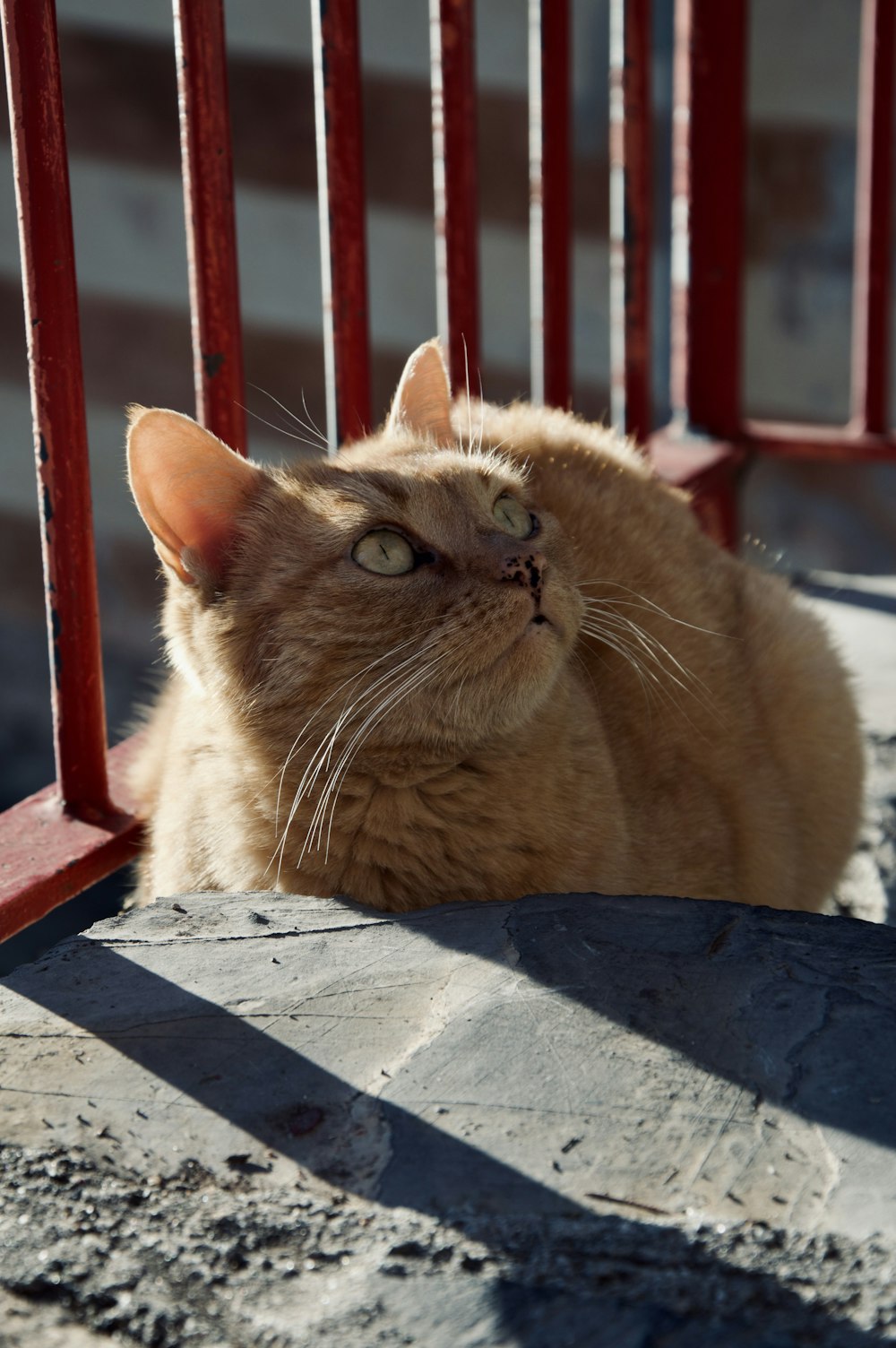 an orange cat laying on the ground next to a red fence