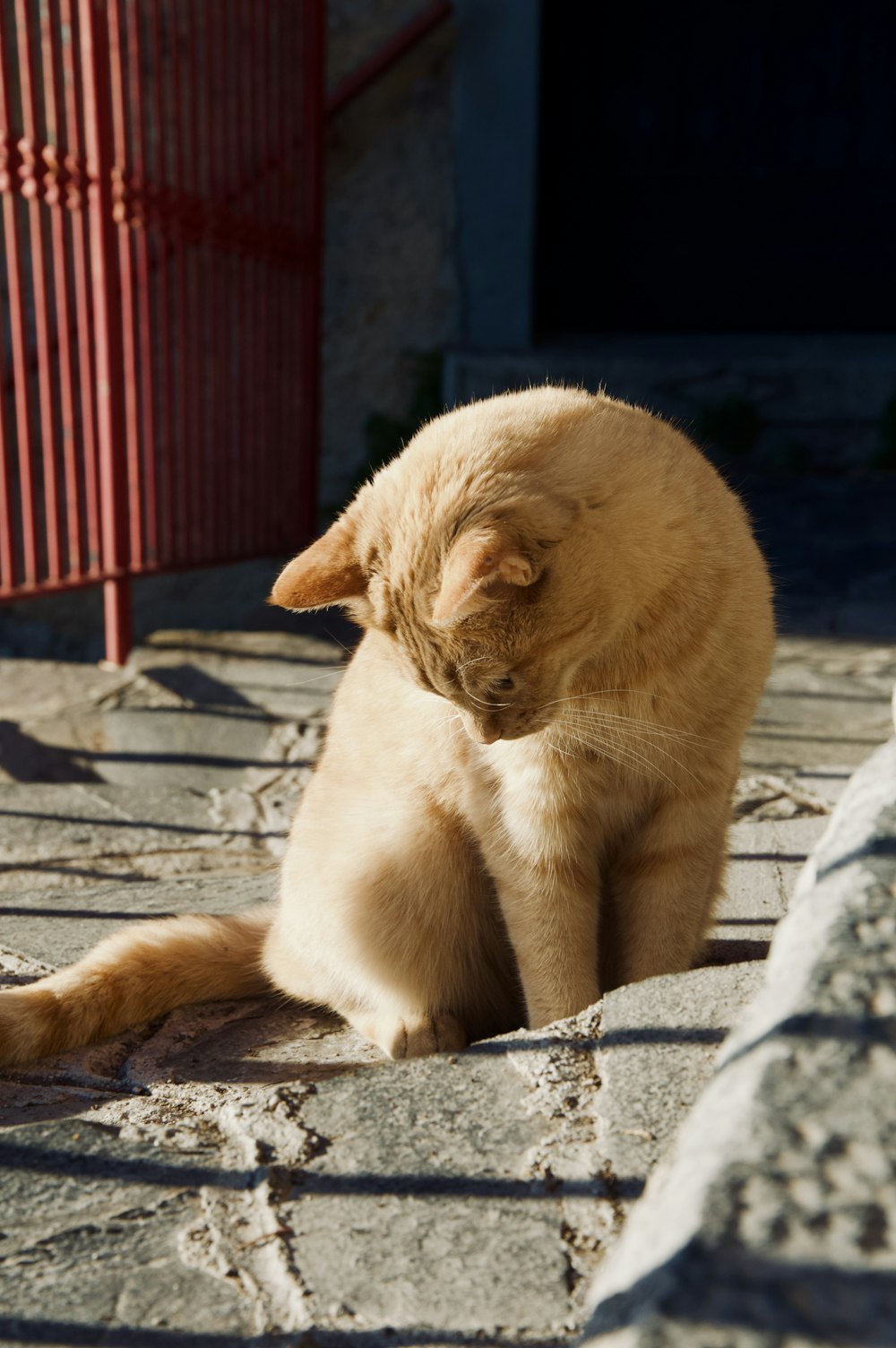 a cat sitting on the ground next to a red chair