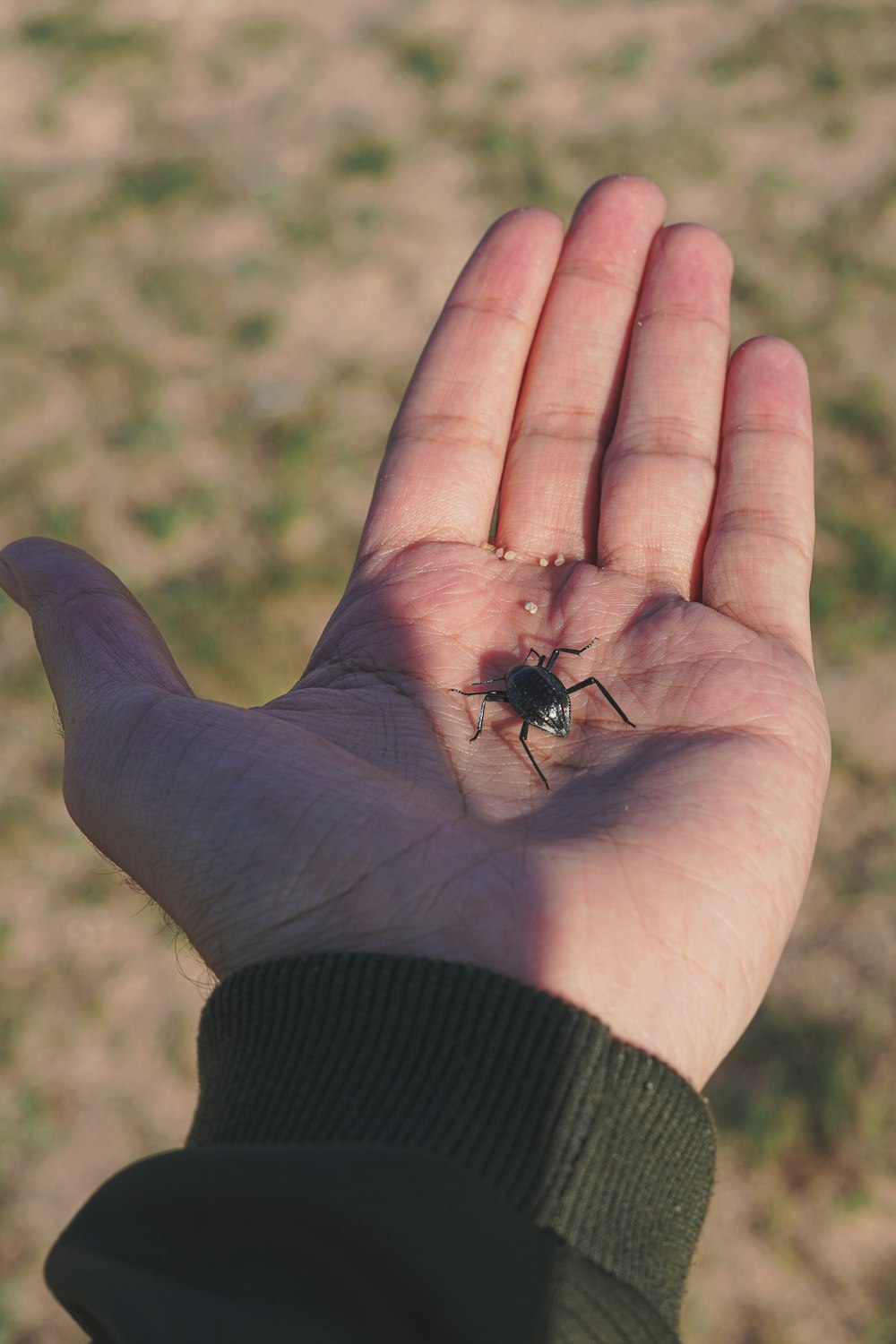 a person's hand holding a small insect in it's palm